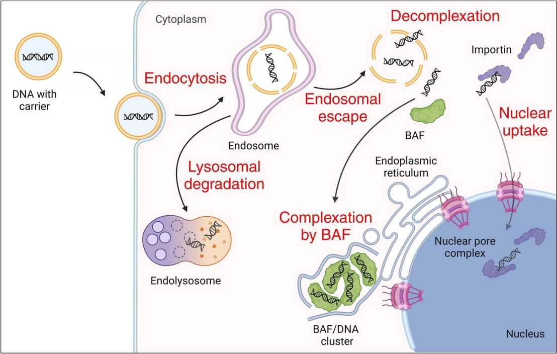 Example of transfection