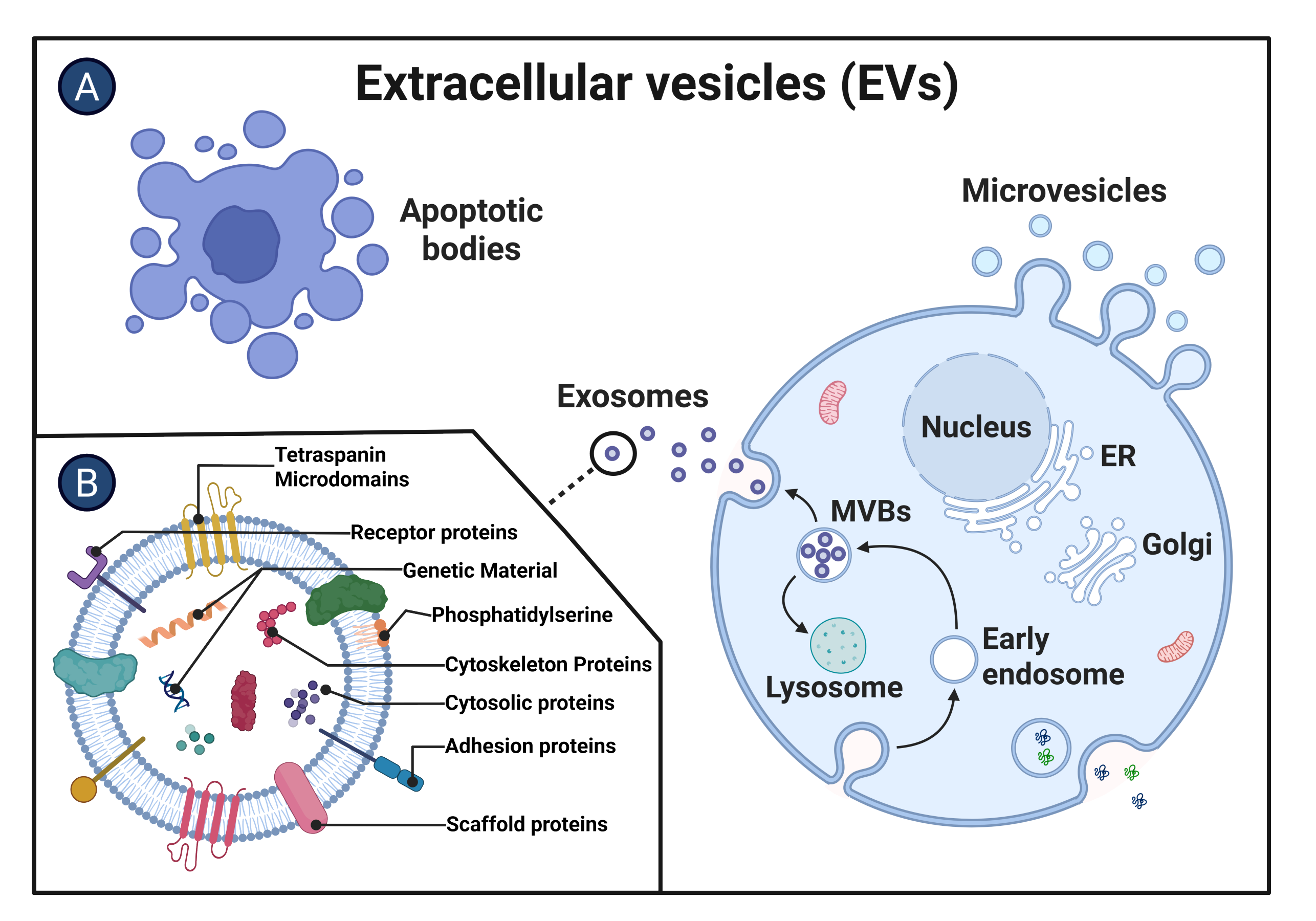 EVs